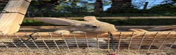 Continental Giant rabbits for sale: Lovely continental giant babies  - Advert 3