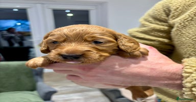 Cocker Spaniel dogs - Advert 7