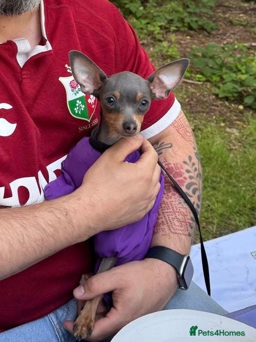 Russian Toy Terrier dogs Beautiful Russian Toy Girl – 8 Months Old - Advert 1