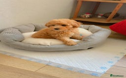 Toy Poodle dogs for sale: Toy Poodle  - Image 1
