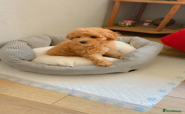 Toy Poodle dogs - Advert 10