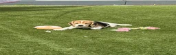Beagle dogs for sale: Beautiful beagle girl  - Advert 13