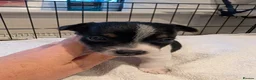 Jack Russell dogs for sale: Small Jack Russell puppies - Advert 4