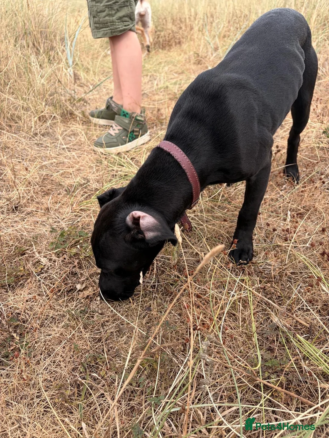Mixed Breed dogs for sale: Patterdale cross  in Redcar - Advert 2