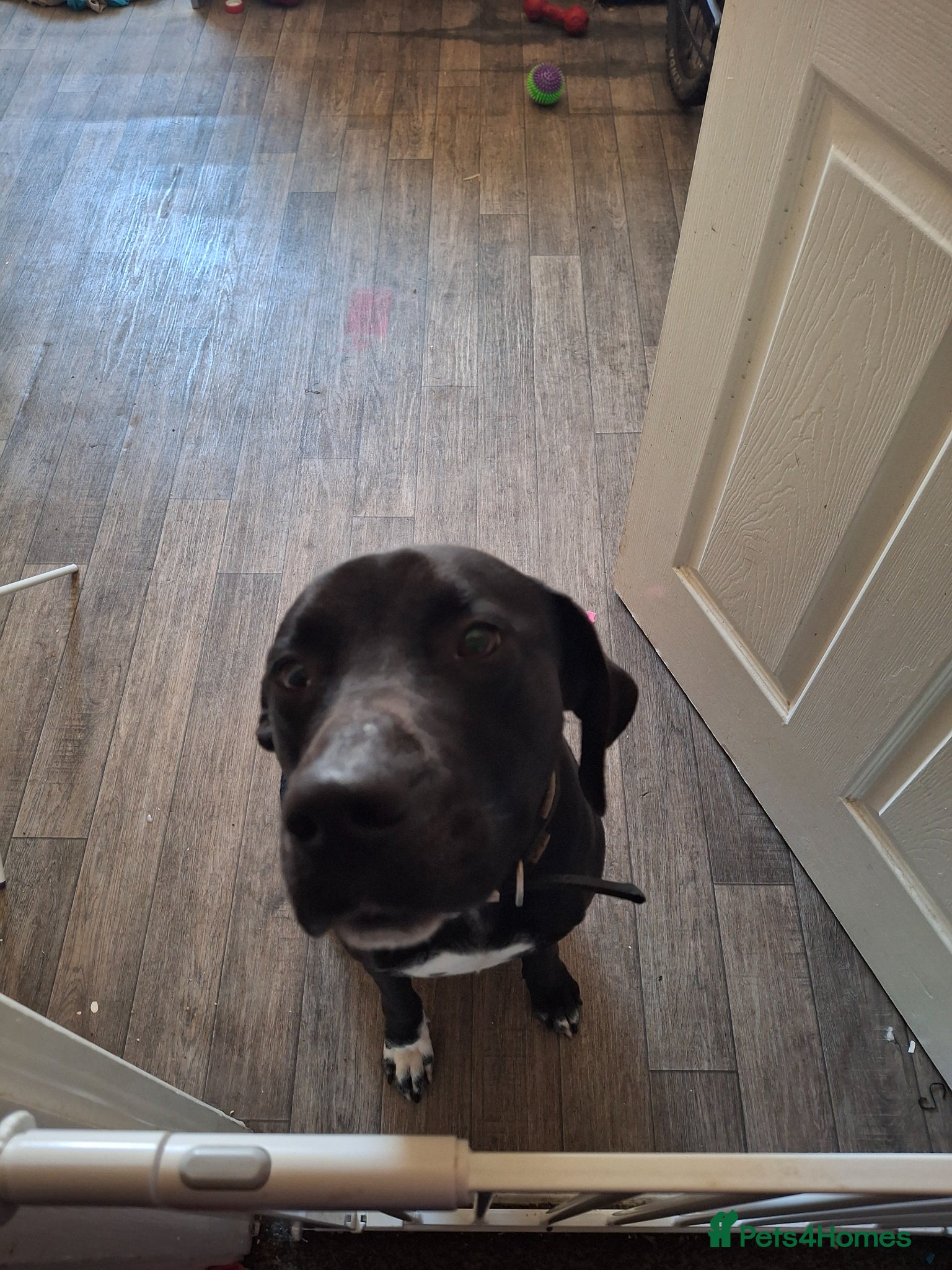 Mixed Breed dogs Family pet - Advert 2