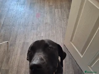 Mixed Breed dogs Family pet - Advert 6