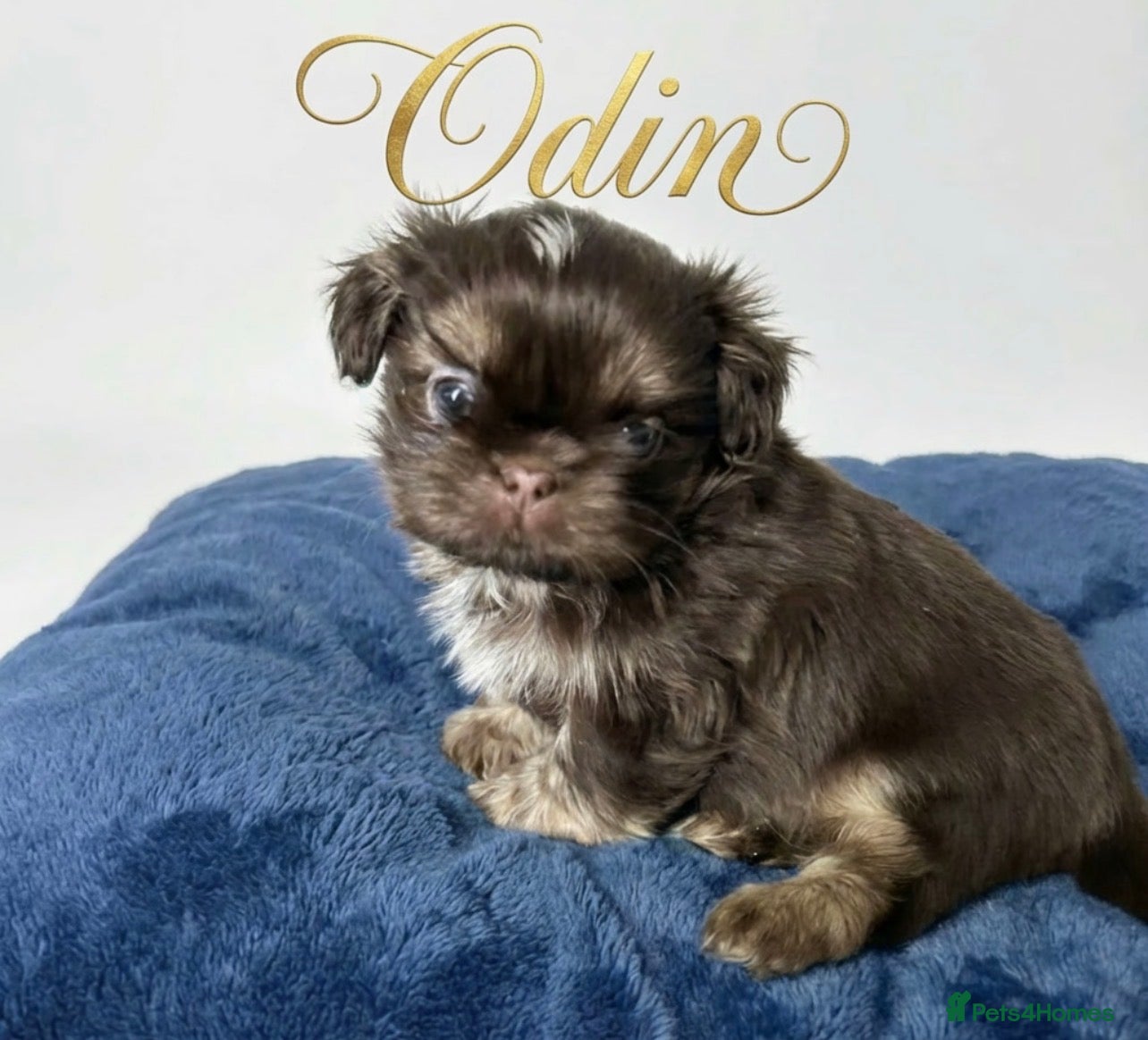 Shih Tzu dogs Quality dobie litter of KC imperial Shih Tzus  - Advert 2