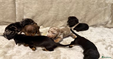 Miniature Dachshund dogs - Advert 13