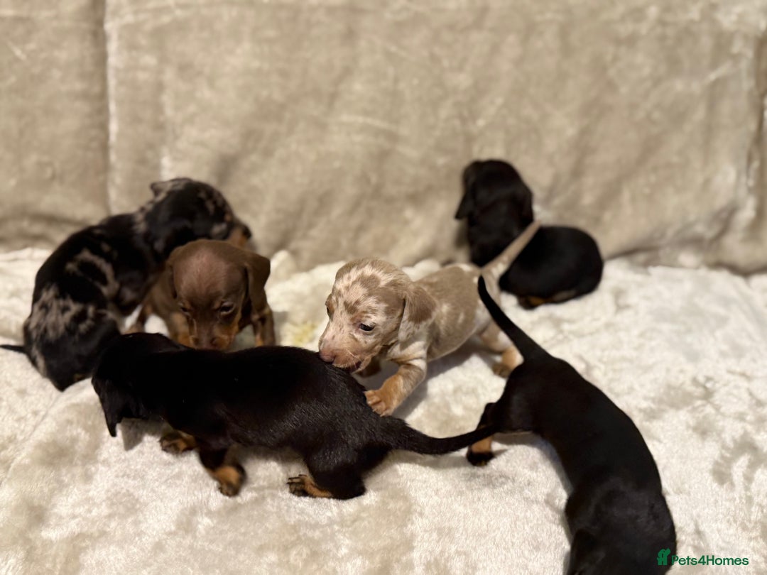 Miniature Dachshund dogs for sale: 🐾 Stunning Miniature Dachshund Puppies - Image 2