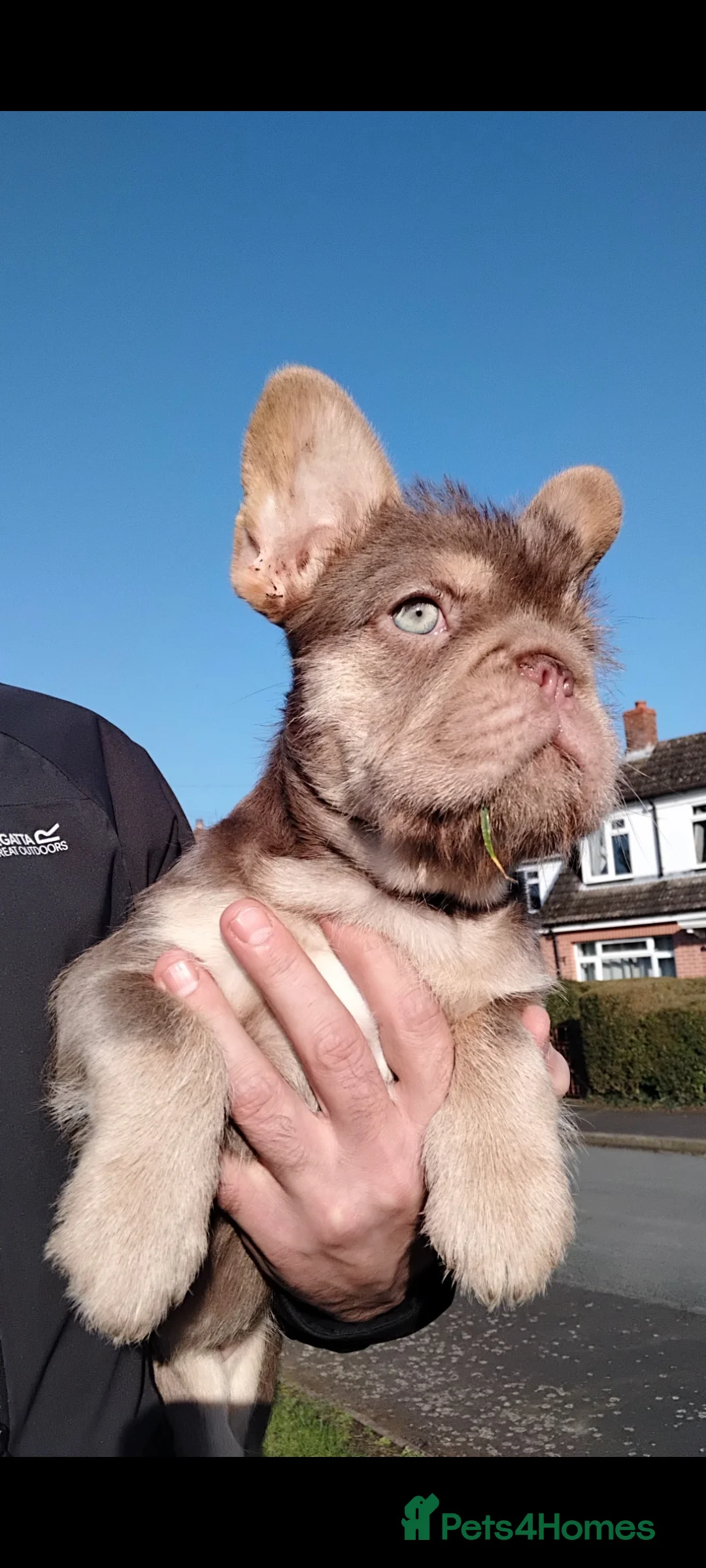 French Bulldog dogs for sale: X3  **  fluffy frenchbullog pups   in Burton-on-Trent - Advert 1