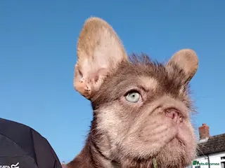 French Bulldog dogs X3 big rope fluffy frenchbullog pups - Advert 1