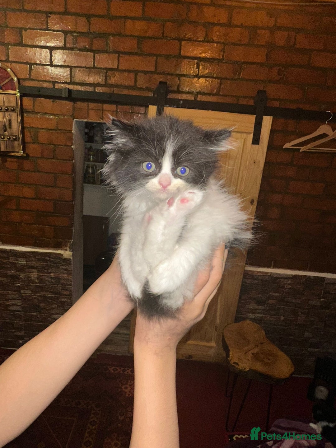 Persian cats for sale: Adorable kitten persian x tuexdo  - Advert 1