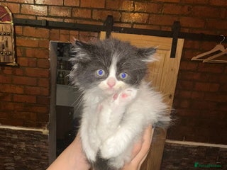 Persian cats - Advert 7