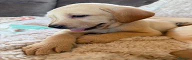 Labrador Retriever 5