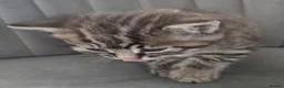 British Shorthair cats for sale: Beautiful Mixed British Shorthair Kittens - Advert 4
