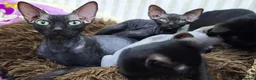 Sphynx cats for sale: 3/4 sphynx female kitten needs loving home  - Advert 5