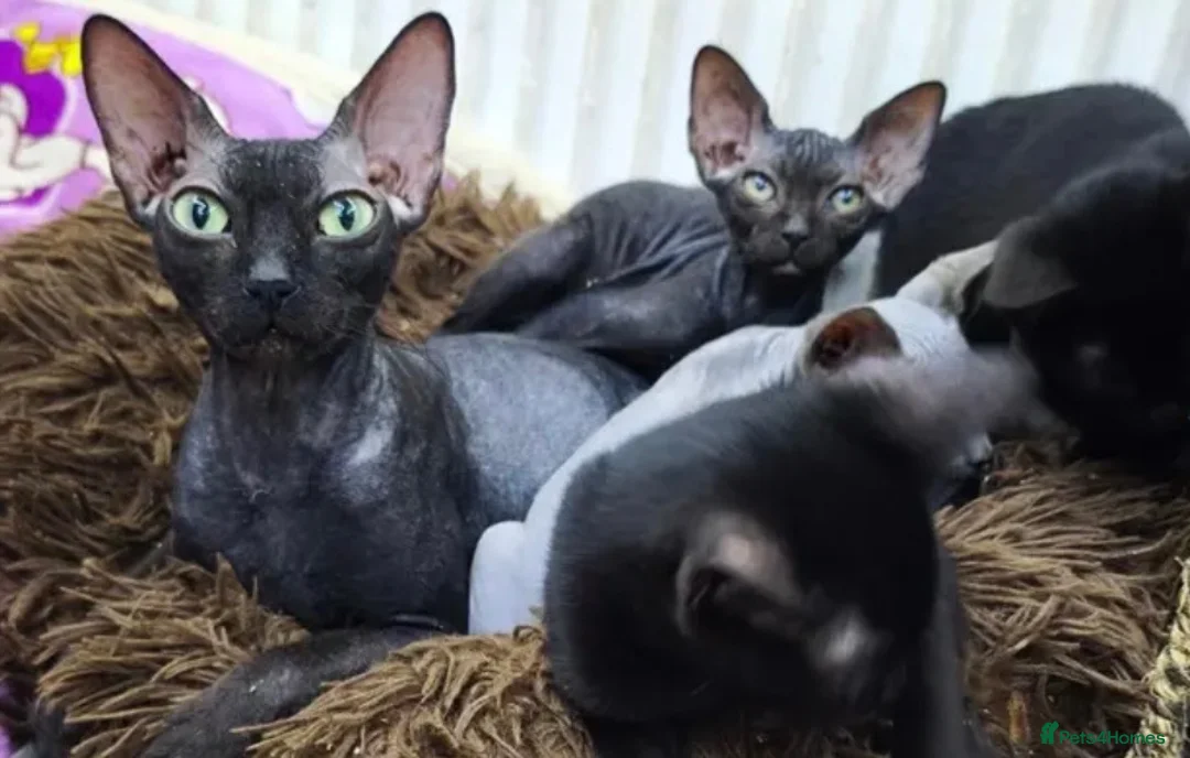 Sphynx cats for sale: 3/4 sphynx female kitten needs loving home  - Advert 5