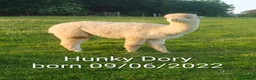 Alpaca livestock for sale: BAS registered breeding female Alpacas  in Totnes - Advert 9