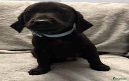 Labrador Retriever dogs for sale: Ready now beautiful Labrador retriever puppies - Image 22