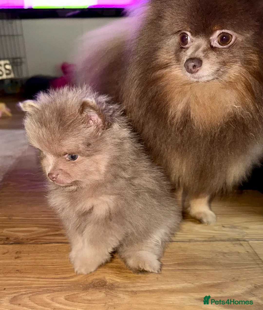 Pomeranian dogs for sale: Stunning fluffy Pomeranian pups lilac and tan  - Advert 10