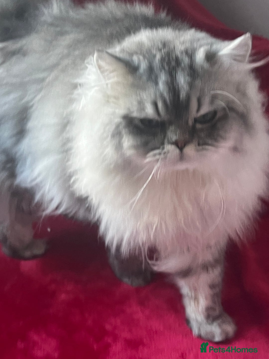 Persian cats for stud: chinchilla Persian stud ONLY  - Advert 4