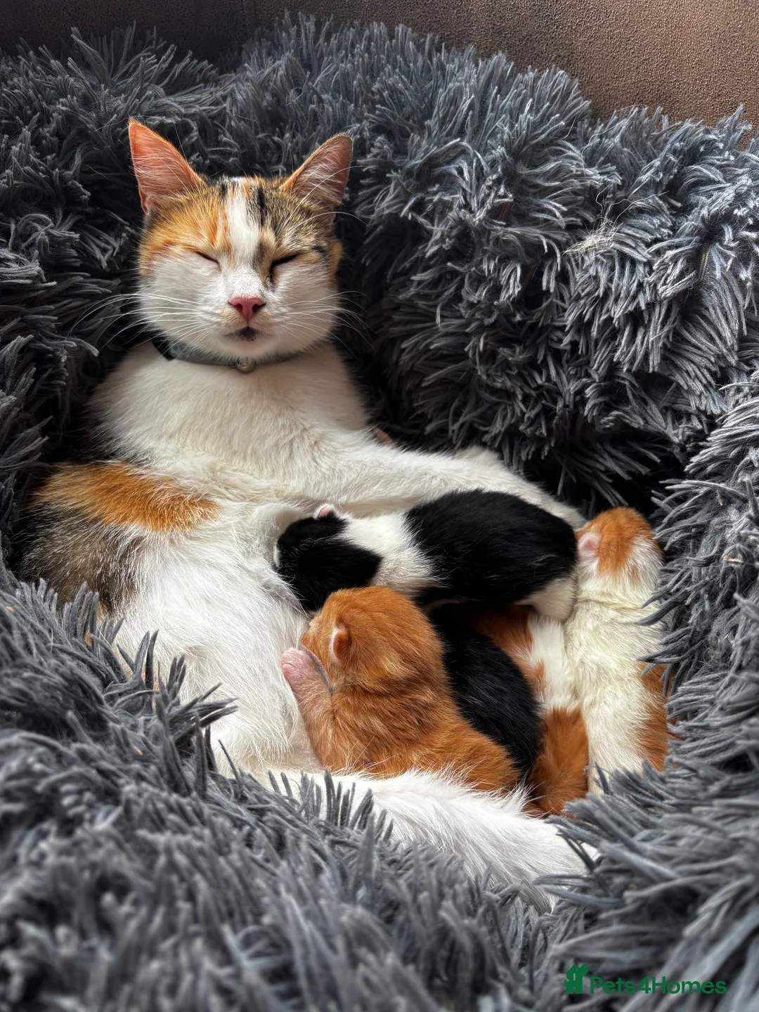 Mixed Breed cats for sale: Ready for his home  - Advert 1