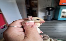 Sugar Glider rodents for sale: Sugar Glider Joeys - Image 3