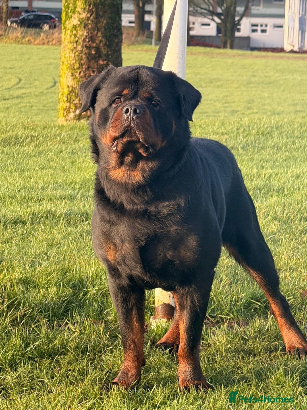Rottweiler dogs for stud: Top quality health tested kc male German X serbian - Advert 30