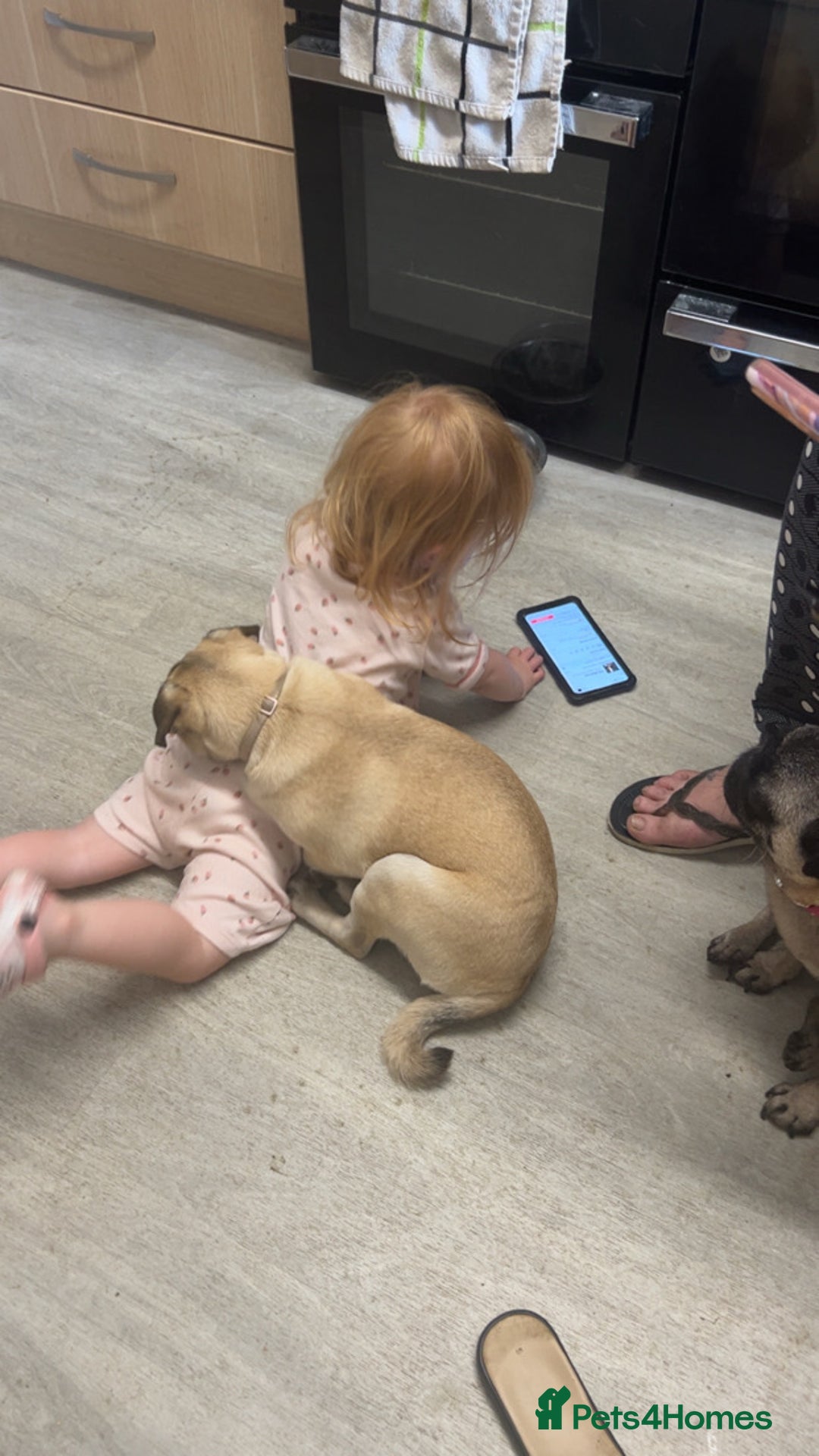 Pug dogs for sale: White/silver pug  - Advert 3