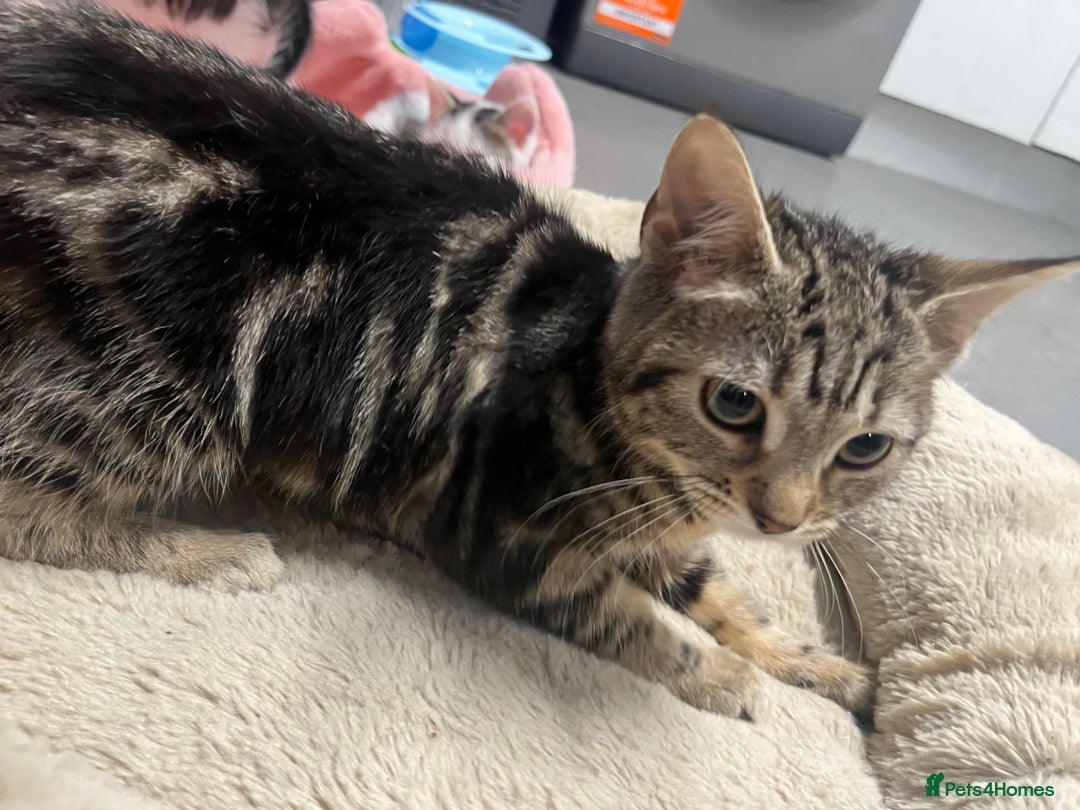 Mixed Breed cats for sale: 🐾 Beautiful 10 week Kitten  - Advert 4