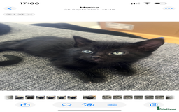 British Shorthair cats for sale: Healthy playful adorable kittens. - Image 13