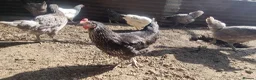 Chickens poultry for sale: bluebells, light Sussex, rhode rock, speckled - Advert 3