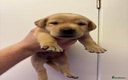 Labrador Retriever dogs for sale: Lovely KC Labrador retrievers  - Image 2