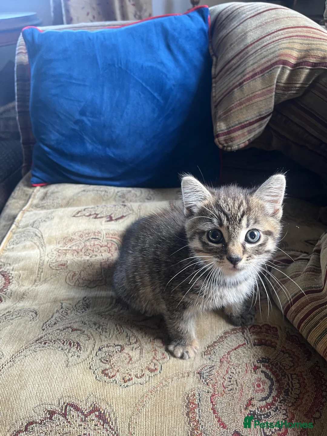 Mixed Breed cats for sale: GORGEOUS FLUFFY KITTEN - Advert 2