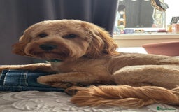 Cockapoo dogs for stud: F1 Cockapoo Milo for stud - Image 9