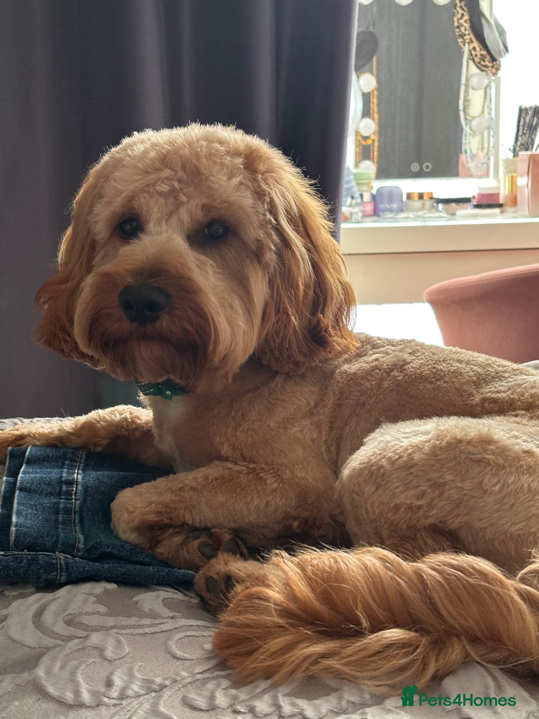 Cockapoo dogs for stud: F1 Cockapoo Milo for stud - Image 9