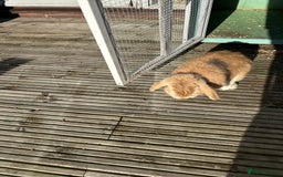 English Lop rabbits for sale: Male rabbit to go to 5* home  - Advert 3