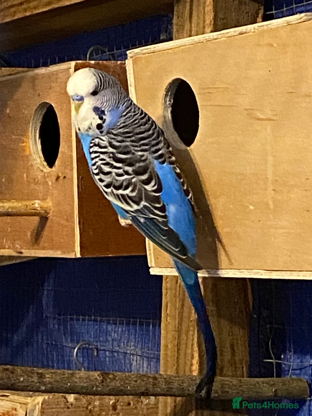 Budgerigars birds for sale: 2 pairs of Budgies for sale  in Saint Austell - Advert 7