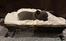 French Bulldog dogs for sale: 7 beautiful French bulldog puppies for sale - Image 8