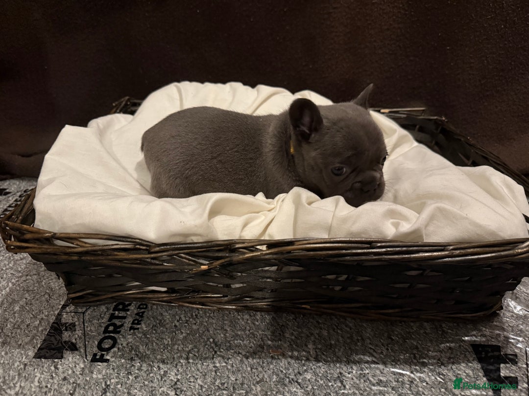 French Bulldog dogs for sale: 7 beautiful French bulldog puppies for sale - Image 8