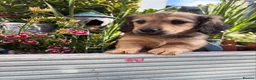 Miniature Dachshund dogs for sale: Kennel club registered mini LH Daschunds  - Advert 5