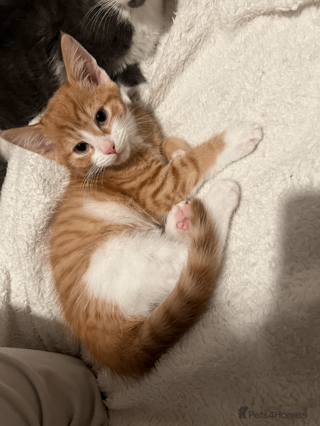Domestic Shorthair cats for sale: Adorable Kittens Looking for Their Forever Homes - Advert 4