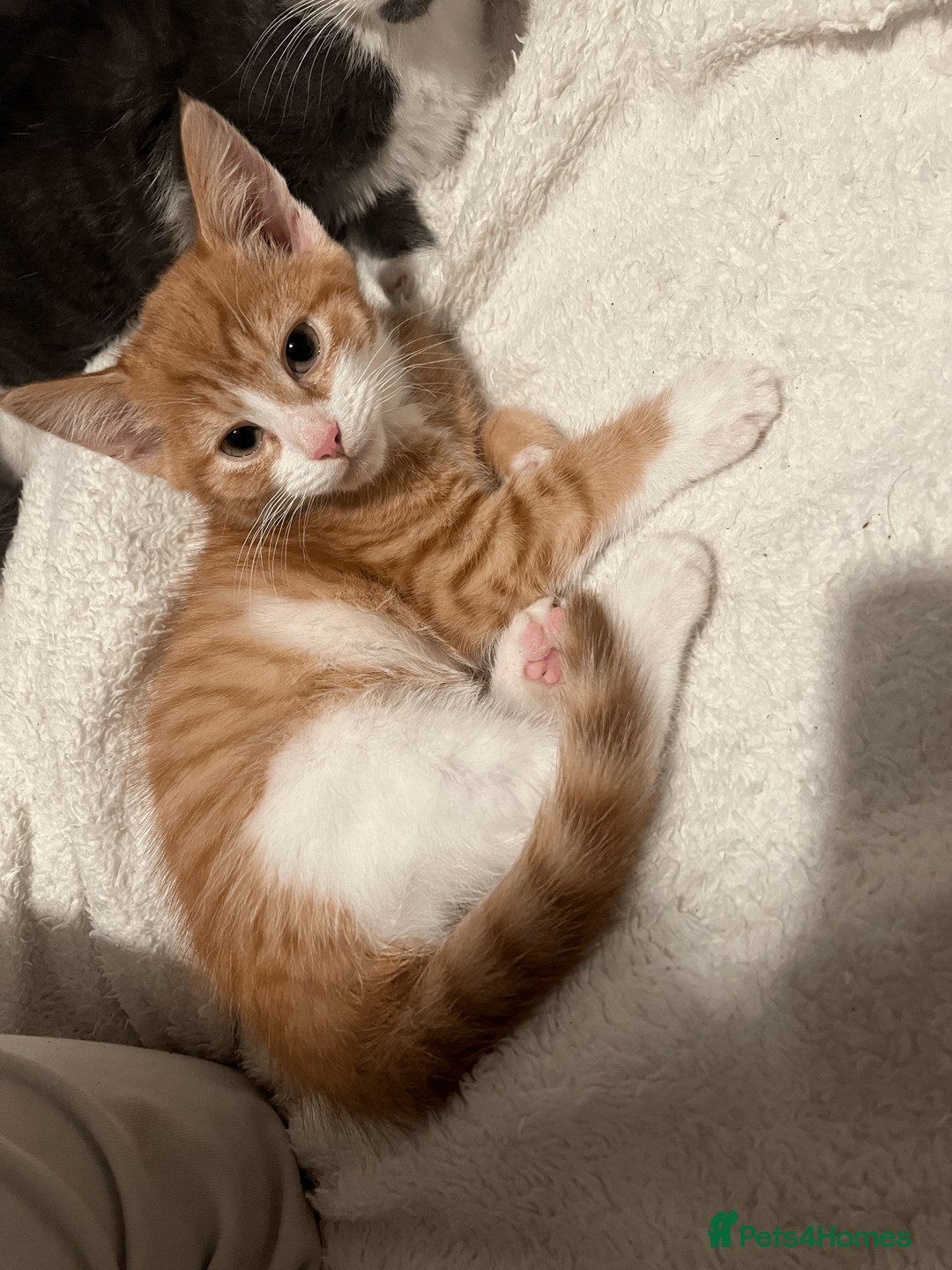 Domestic Shorthair cats for sale: Adorable Kittens Looking for Their Forever Homes - Advert 4