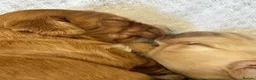 Cockapoo dogs for sale: Cockapoo pups x 4  in Hamilton - Advert 15