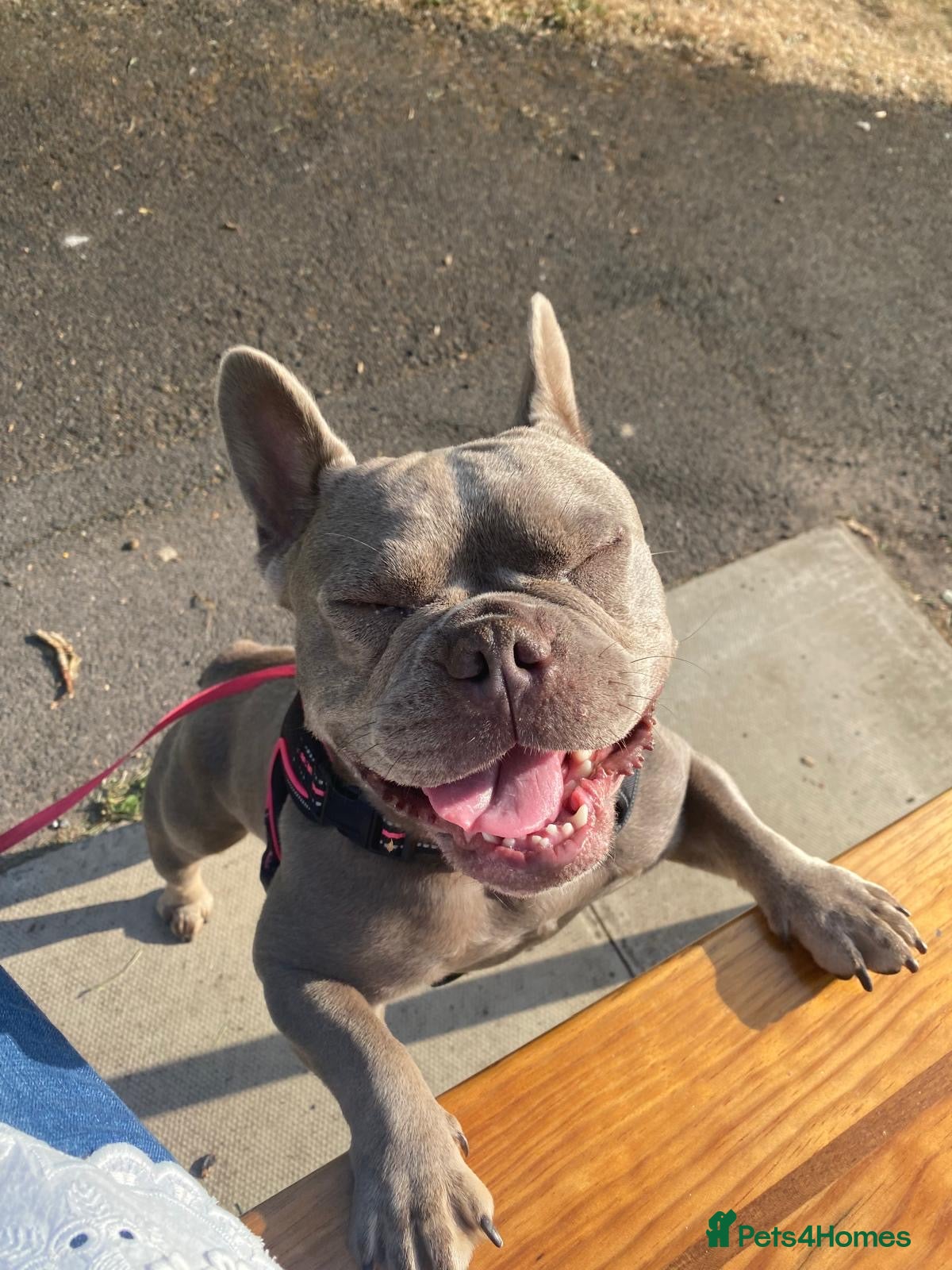 French Bulldog dogs French bulldog female rehome - Advert 4