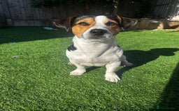 Jack Russell dogs for stud: Miniature Jack Russell - ready as stud  - Image 1