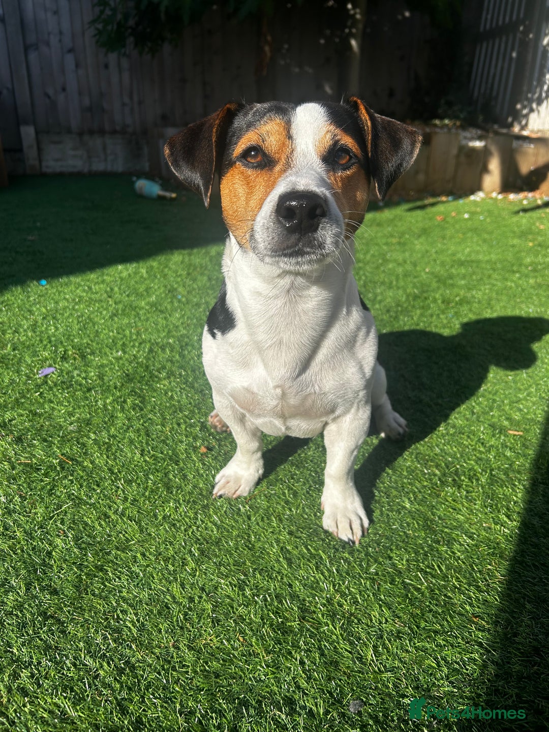 Jack Russell dogs for stud: Miniature Jack Russell - ready as stud  - Image 1