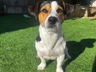Jack Russell dogs - Advert 12