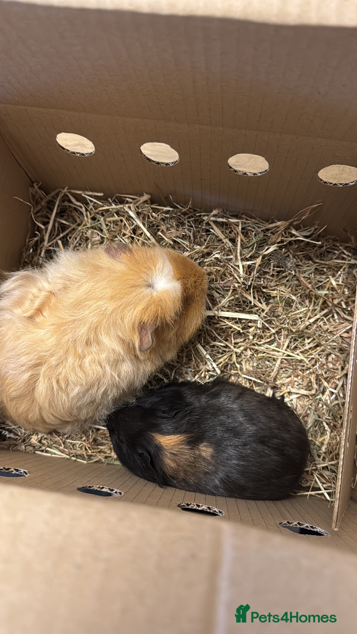 Guinea Pig rodents 2 x Female Guinea Pigs for sale  - Advert 2