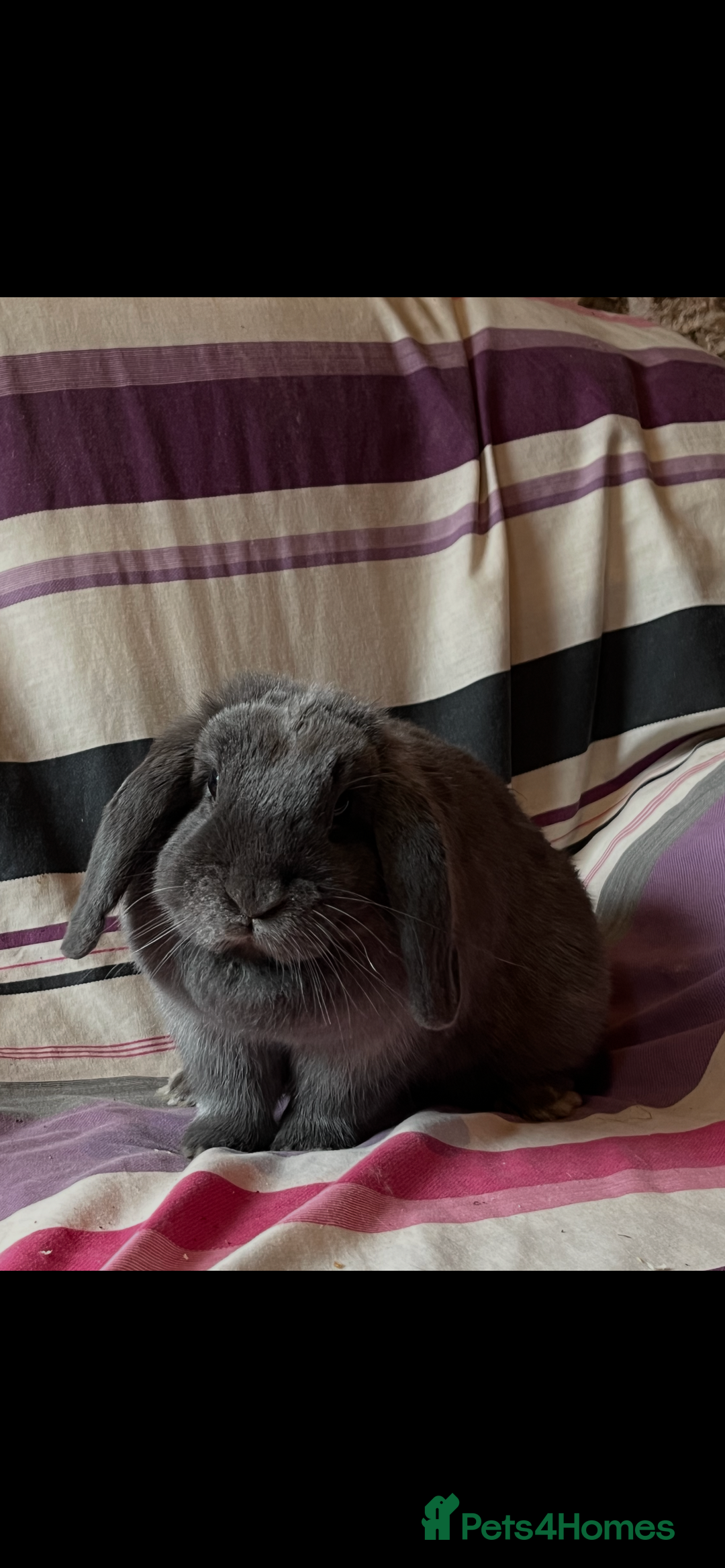 Mini Lop rabbits for sale: One pure mini lop female rabbit - Advert 1